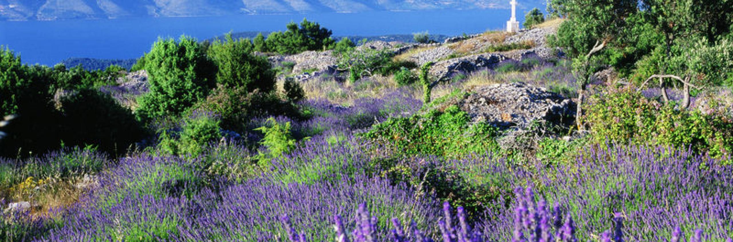 Lavender fields Hvar